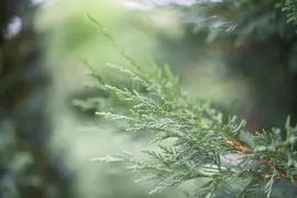 Cupressocyparis leylandii (Leylandcipres) - afbeelding 3