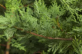 Cupressocyparis leylandii (Leylandcipres) - afbeelding 7