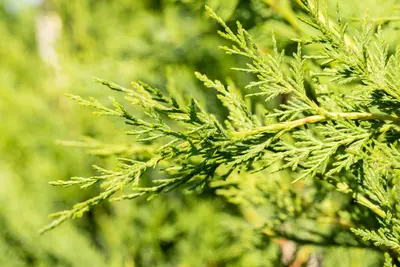 Cupressocyparis leylandii (Leylandcipres) - afbeelding 9