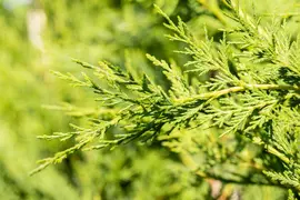 Cupressocyparis leylandii (Leylandcipres) - afbeelding 9