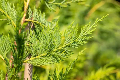 Cupressocyparis leylandii (Leylandcipres) - afbeelding 10