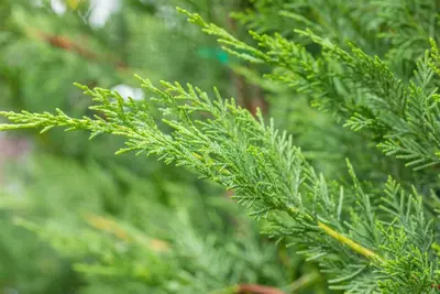 Cupressocyparis leylandii (Leylandcipres) - afbeelding 12