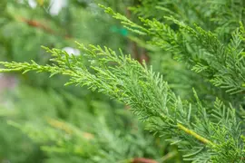 Cupressocyparis leylandii (Leylandcipres) - afbeelding 12