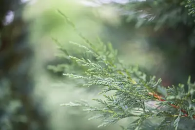 Cupressocyparis leylandii (Leylandcipres) - afbeelding 3