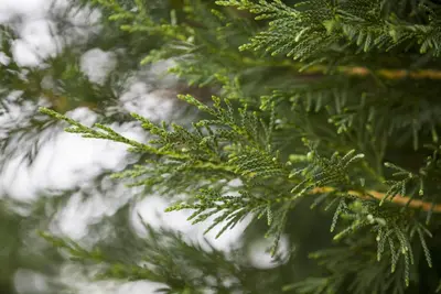 Cupressocyparis leylandii (Leylandcipres) - afbeelding 4