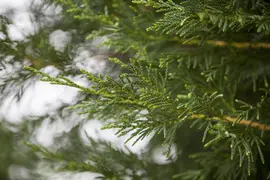 Cupressocyparis leylandii (Leylandcipres) - afbeelding 4