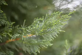 Cupressocyparis leylandii (Leylandcipres) - afbeelding 5