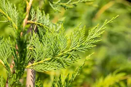 Cupressocyparis leylandii (Leylandcipres) - afbeelding 10