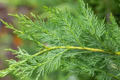 Cupressocyparis leylandii (Leylandcipres) - afbeelding 13