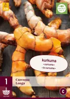 Curcuma longa 1 stuks - afbeelding 1