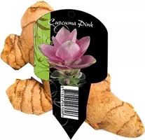 Curcuma roze organza met etiket kopen?
