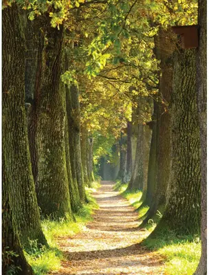 Customize-it tuinschilderij bospad 50x70cm multi