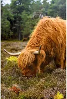 Customize-it tuinschilderij hoogland vee 70x130cm multi kopen?