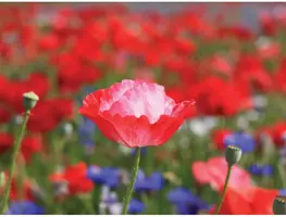 Customize-it tuinschilderij klaprozen 70x50cm multi kopen?