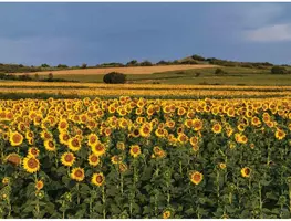 Customize-it tuinschilderij zonnebloemenveld 70x50cm multi kopen?