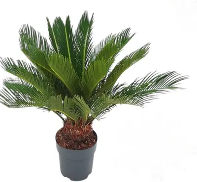 Cycas revoluta p17 - afbeelding 1