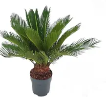 Cycas revoluta p17 - afbeelding 1