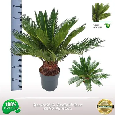 Cycas revoluta p17 - afbeelding 2