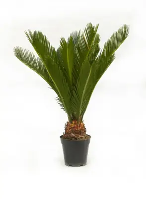 Cycas revoluta (Vredespalm, Varenpalm) 50cm - afbeelding 1