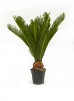 Cycas revoluta (Vredespalm, Varenpalm) 50cm - afbeelding 1