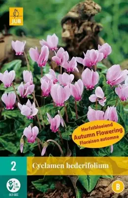 Cyclamen hederifolium 2 stuks - afbeelding 2