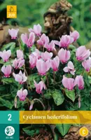 Cyclamen hederifolium 2 stuks - afbeelding 1