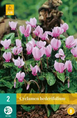 Cyclamen hederifolium 2 stuks - afbeelding 1