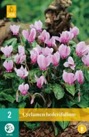 Cyclamen hederifolium 2 stuks kopen?