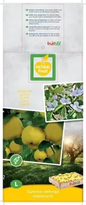 Cydonia oblonga 'Kweepeer appelvorm' (Peer) fruitplant 160cm - afbeelding 3