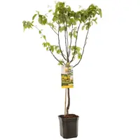 Cydonia oblonga 'Kweepeer appelvorm' (Peer) fruitplant 160cm - afbeelding 1