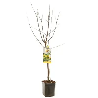 Cydonia oblonga 'Kweepeer appelvorm' (Peer) fruitplant 160cm - afbeelding 2