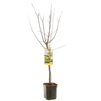 Cydonia oblonga 'Kweepeer appelvorm' (Peer) fruitplant 160cm - afbeelding 2