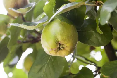 Cydonia oblonga 'Kweepeer peer' (Peer) fruitplant 160cm - afbeelding 5