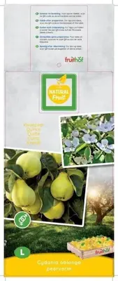 Cydonia oblonga 'Kweepeer peer' (Peer) fruitplant 160cm - afbeelding 3