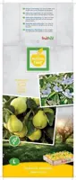 Cydonia oblonga 'Kweepeer peer' (Peer) fruitplant 160cm - afbeelding 3