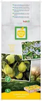 Cydonia oblonga 'Kweepeer peer' (Peer) fruitplant 160cm - afbeelding 3