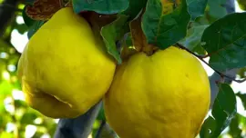 Cydonia oblonga 'Kweepeer peer' (Peer) fruitplant 160cm - afbeelding 4