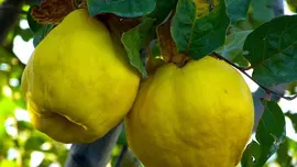 Cydonia oblonga 'Kweepeer peer' (Peer) fruitplant 160cm - afbeelding 4