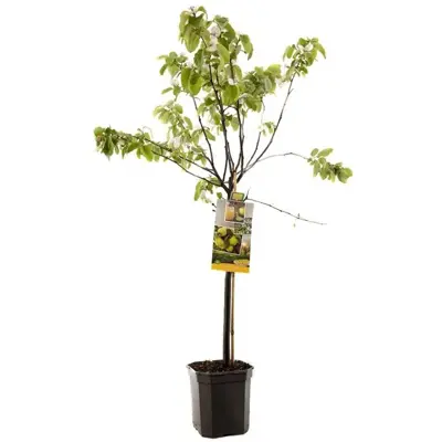 Cydonia oblonga 'Kweepeer peer' (Peer) fruitplant 160cm - afbeelding 1