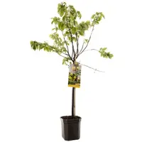 Cydonia oblonga 'Kweepeer peer' (Peer) fruitplant 160cm - afbeelding 1