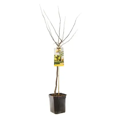 Cydonia oblonga 'Kweepeer peer' (Peer) fruitplant 160cm - afbeelding 2