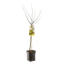Cydonia oblonga 'Kweepeer peer' (Peer) fruitplant 160cm - afbeelding 2