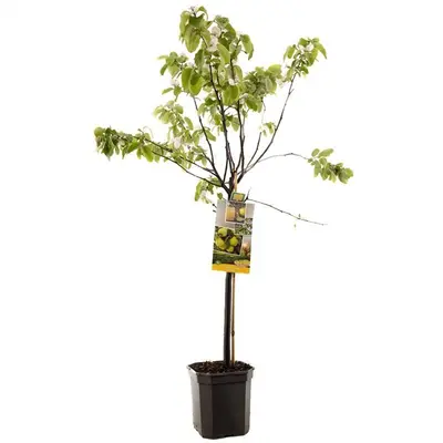 Cydonia oblonga 'Kweepeer peer' (Peer) fruitplant 160cm - afbeelding 1