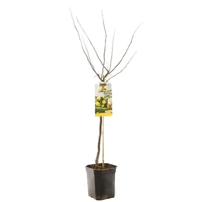 Cydonia oblonga 'Kweepeer peer' (Peer) fruitplant 160cm - afbeelding 2