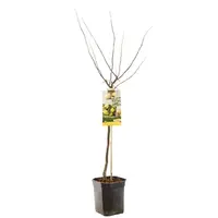 Cydonia oblonga 'Kweepeer peer' (Peer) fruitplant 160cm - afbeelding 2