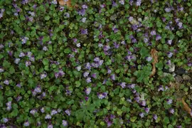 Cymbalaria muralis (Muurleeuwebek) - afbeelding 2