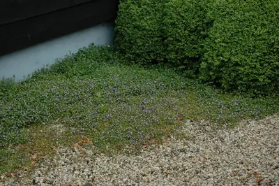 Cymbalaria muralis (Muurleeuwebek) - afbeelding 3