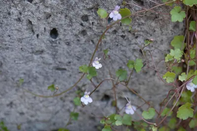 Cymbalaria muralis (Muurleeuwebek) - afbeelding 4