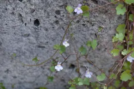 Cymbalaria muralis (Muurleeuwebek) - afbeelding 4