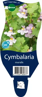Cymbalaria muralis (Muurleeuwebek) - afbeelding 1